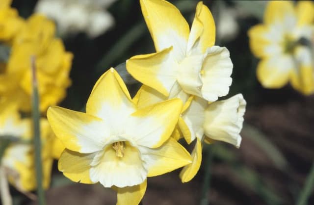 Daffodil 'Hillstar'