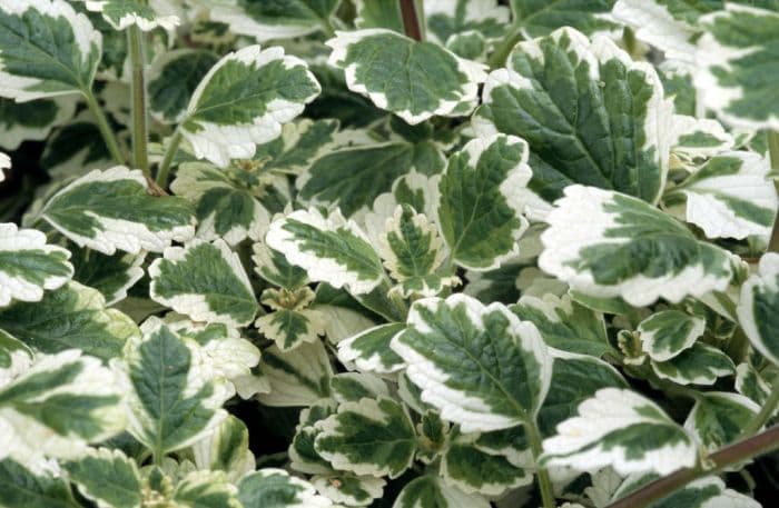 plectranthus 'Variegated Mintleaf'