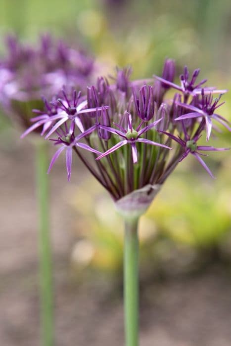 allium 'Metallic Shine'