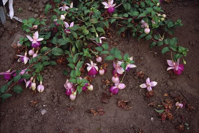 Fuchsia 'Eva Boerg'