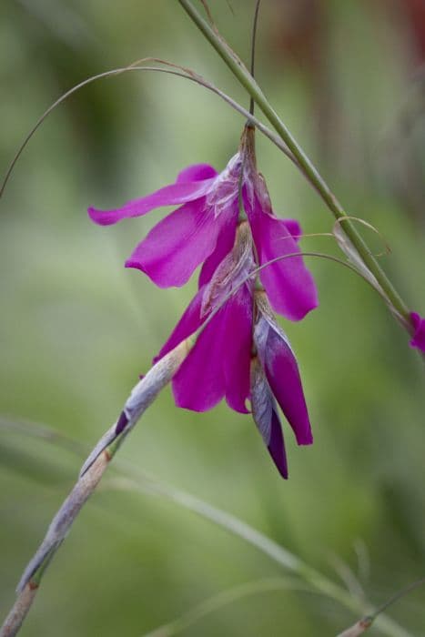 wandflower 'Blackberry Bells'