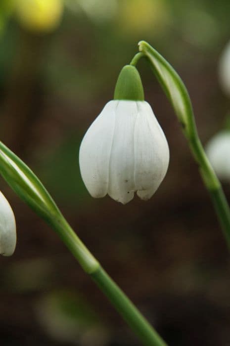 snowdrop 'Hill Poë'