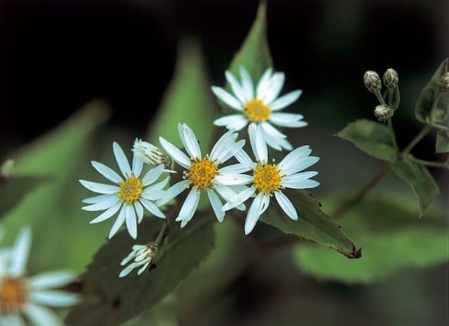 Schreber's aster