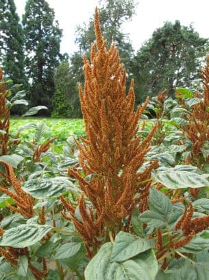 prince's feather 'Golden Giant'