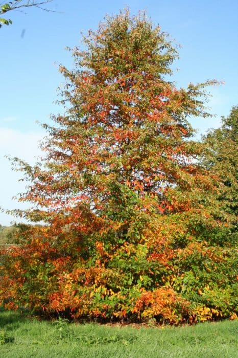 black gum 'Wisley Bonfire'