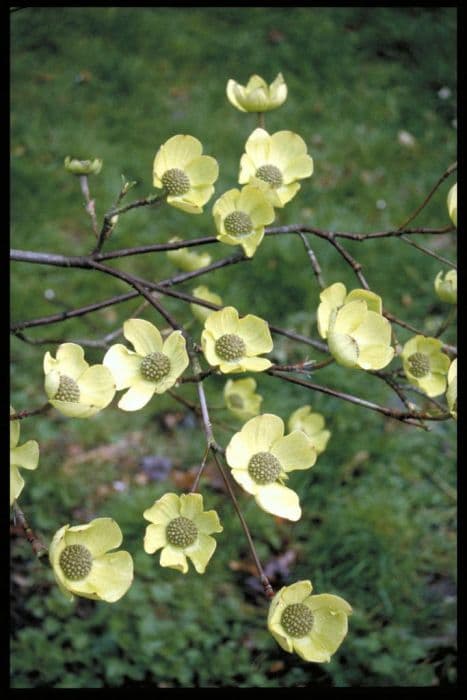 mountain dogwood