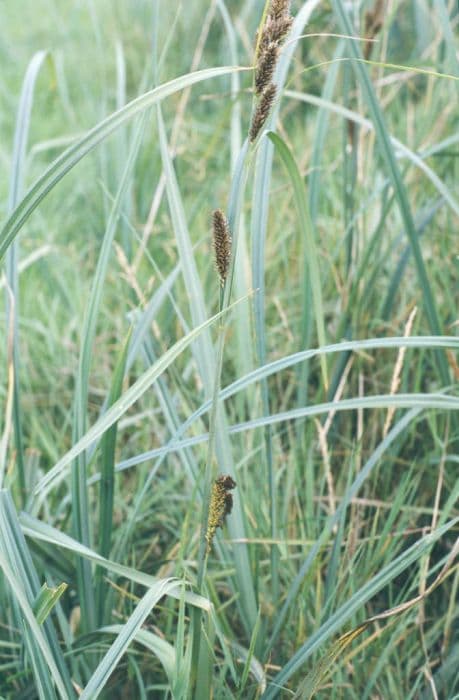 greater pond sedge