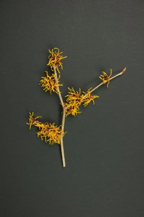 witch hazel 'Vesna'