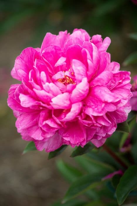 peony 'Kansas'