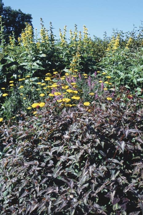 small-headed knotweed