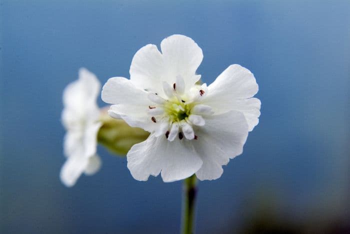 Zawadski's campion