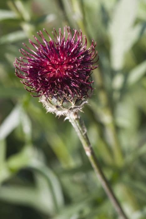 very dark purple knapweed