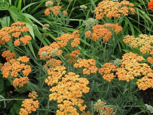 Yarrow 'Inca Gold'