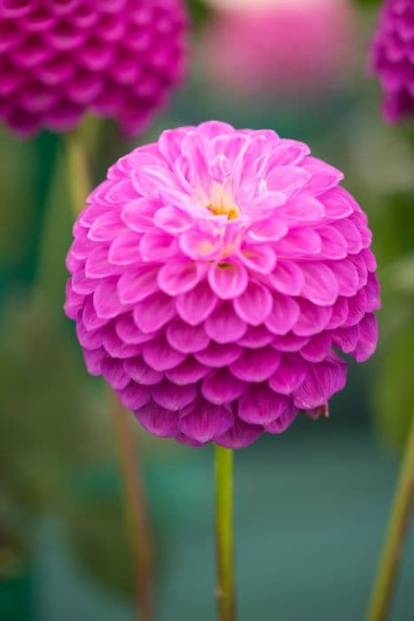 dahlia 'Barbarry Surprise'