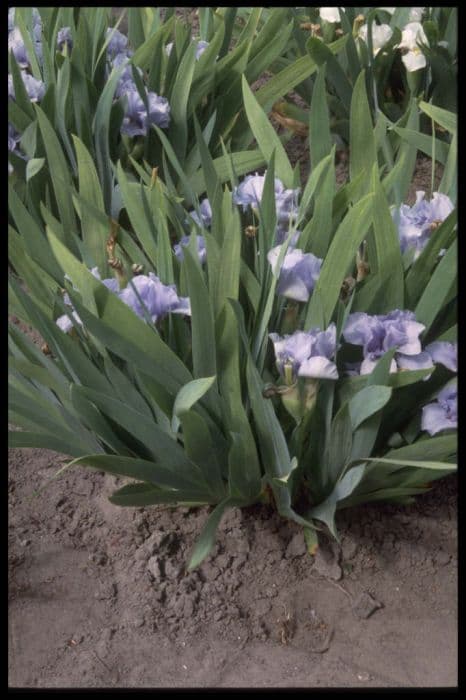 iris 'Rain Dance'