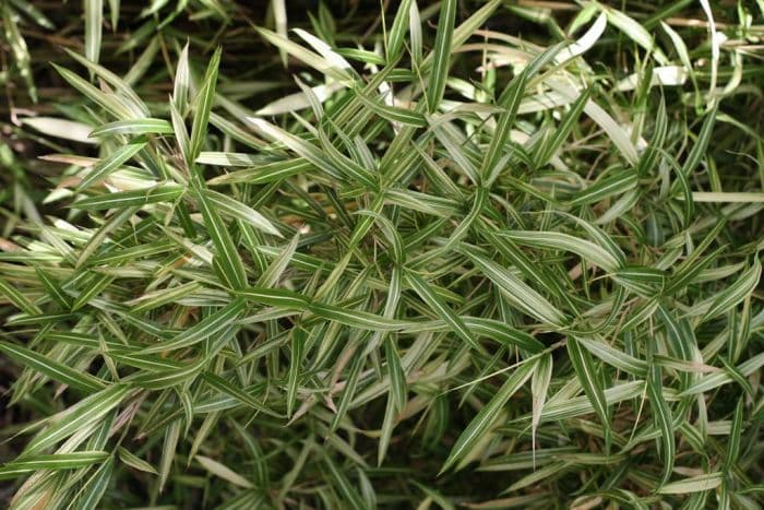 dwarf white-striped bamboo 'Tsuboii'