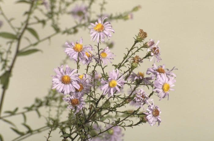 aster 'Calliope'