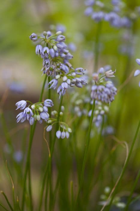 Himalayan allium