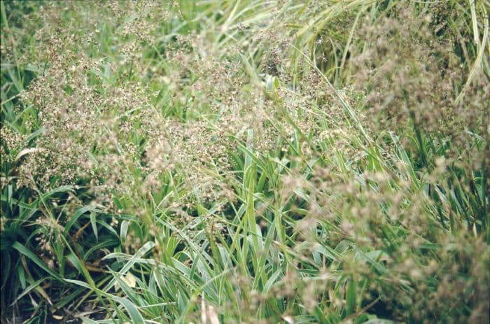 great wood-rush 'Marginata'