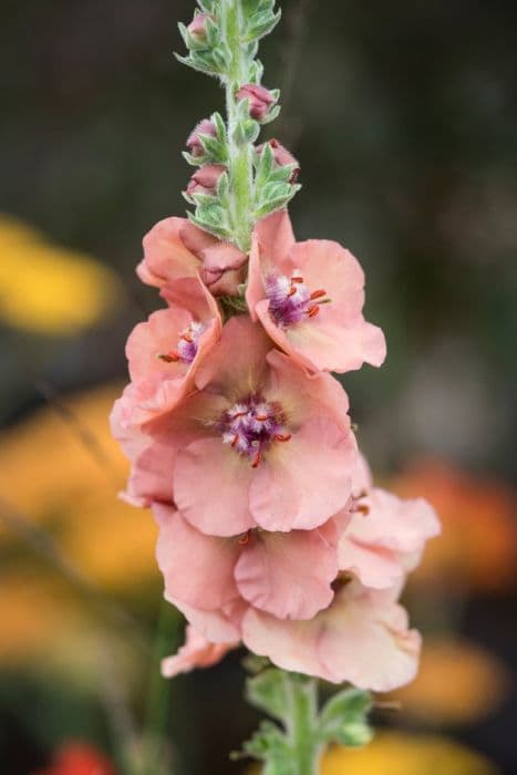 mullein 'Helen Johnson'