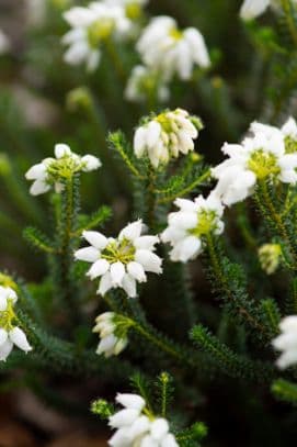 Mackay's heath 'Shining Light'
