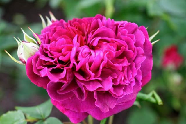 Rose [William Shakespeare]
