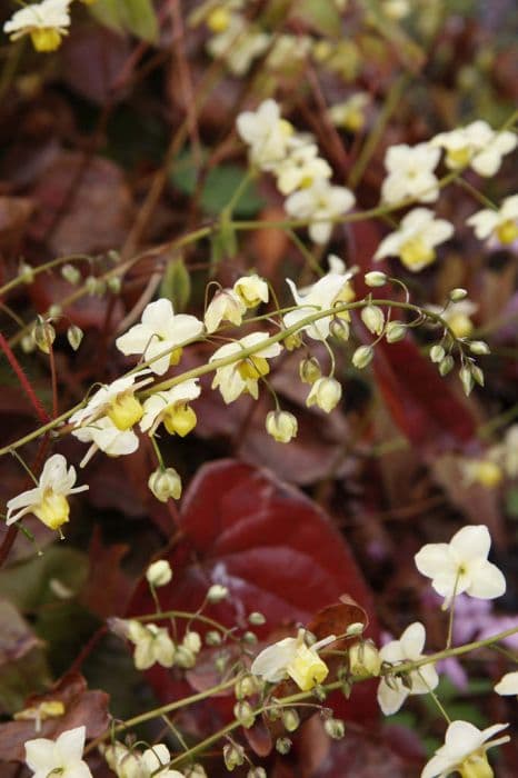 barrenwort 'Sulphureum'