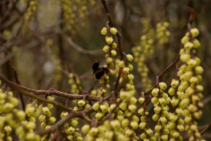 early stachyurus