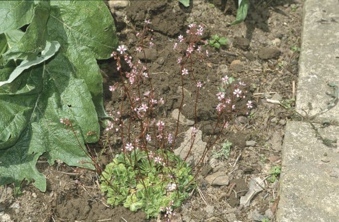 London pride 'Primuloides'