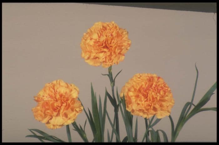 perpetually flowering carnation 'Dunkirk Spirit'