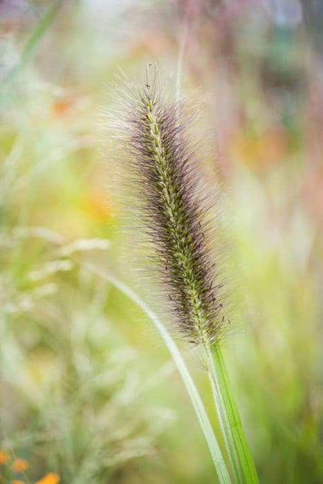 Chinese fountain grass 'Black Beauty'