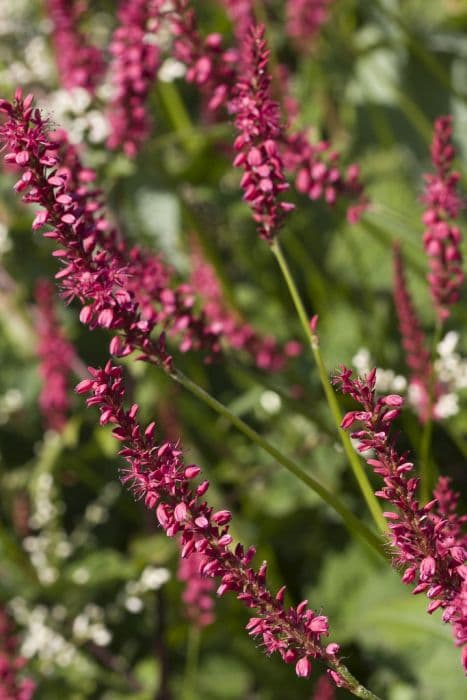 red bistort 'Atrosanguinea'