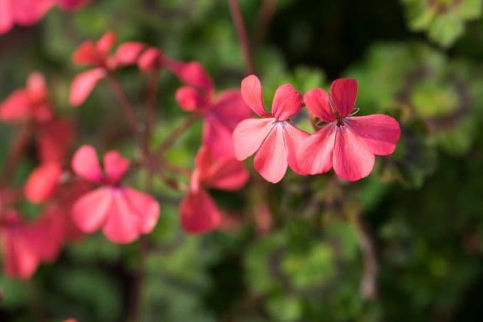 pelargonium 'Magic Lantern'