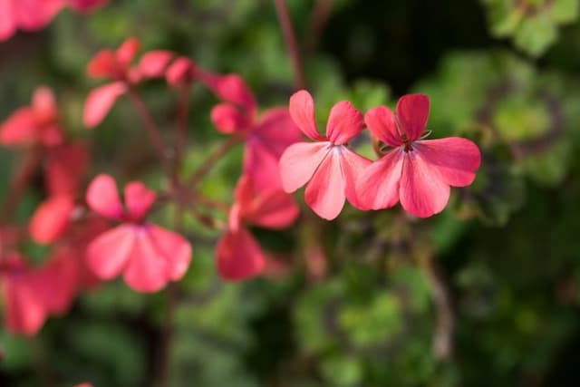 Pelargonium 'Magic Lantern'