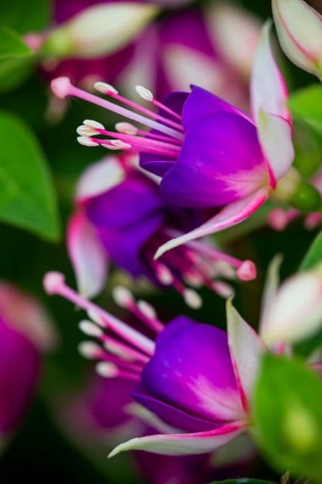 fuchsia 'Linda Hinchliffe'