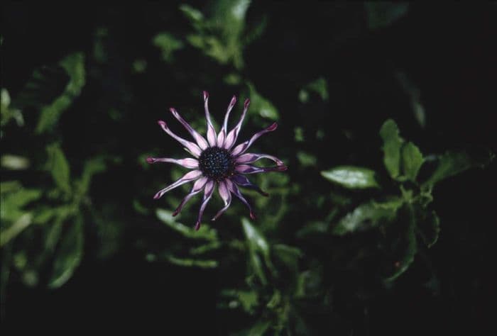 African daisy 'Pink Whirls'