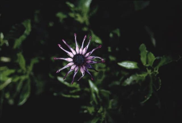 African daisy 'Pink Whirls'