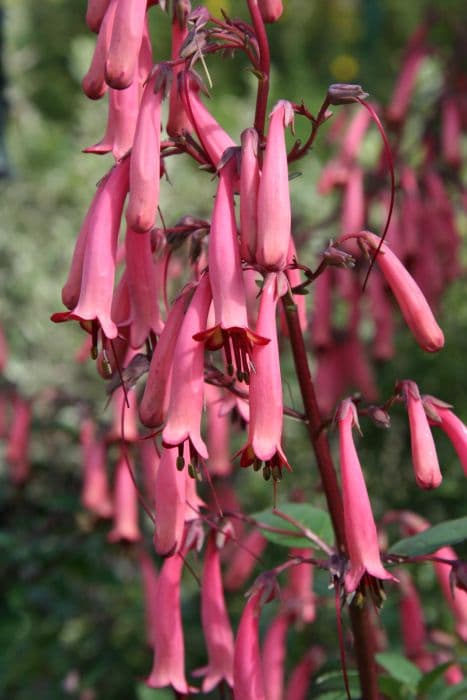 Cape figwort 'Raspberry Swirl'