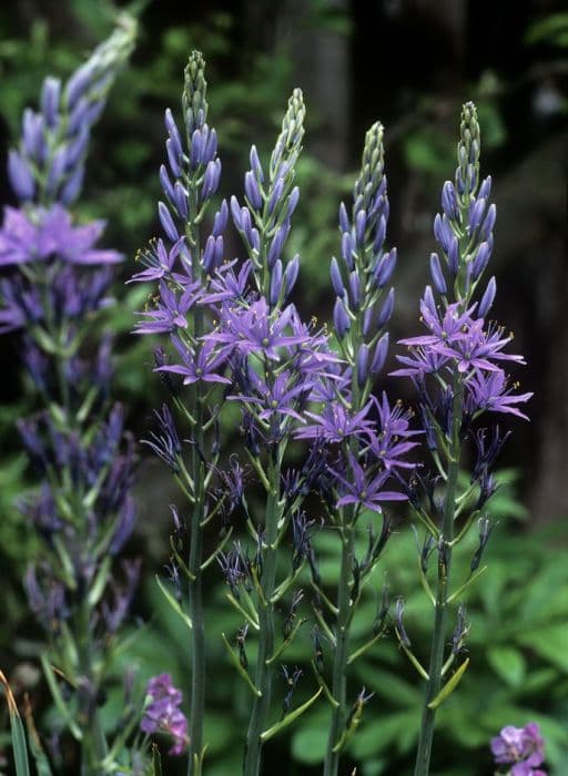 camass Caerulea Group