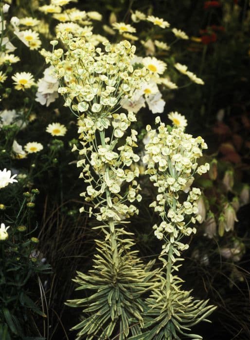 spurge 'Burrow Silver'