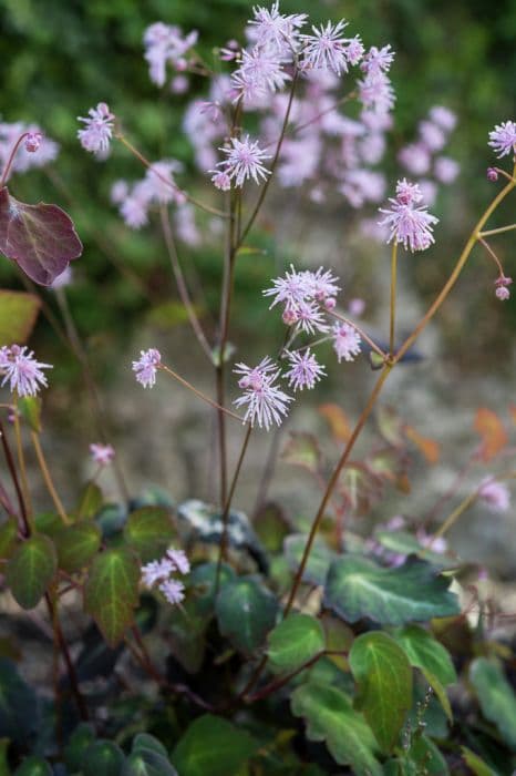 Chinese meadow rue