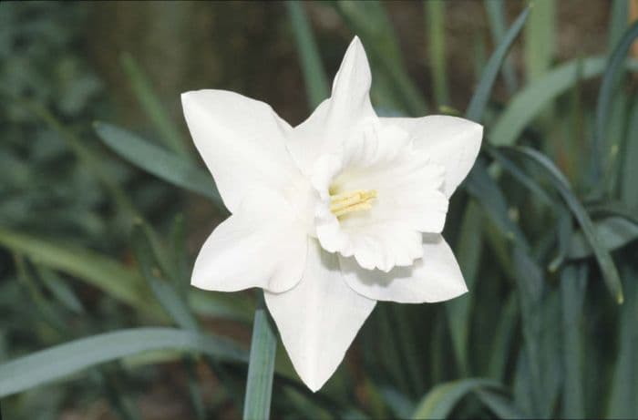 daffodil 'Vigil'