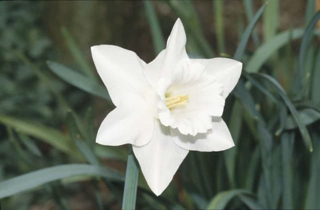 Daffodil 'Vigil'