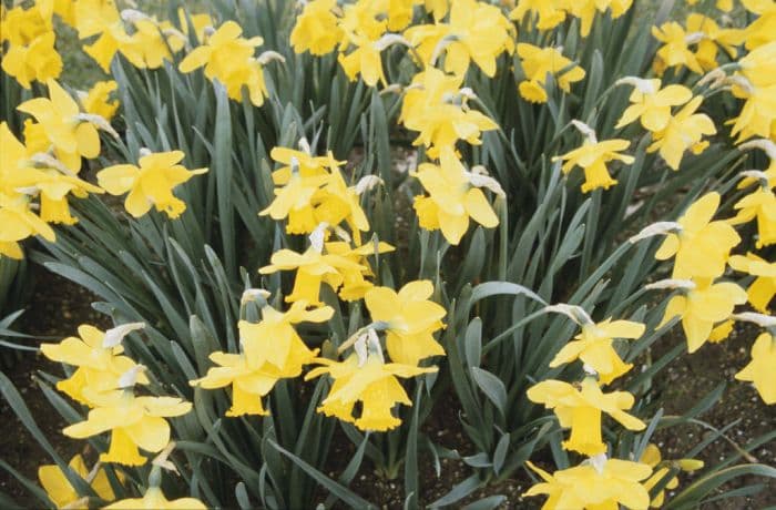 daffodil 'Arkle'