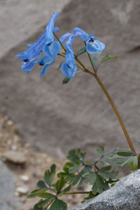 corydalis 'Kingfisher'