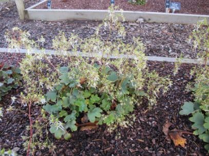 saxifrage 'Wada'