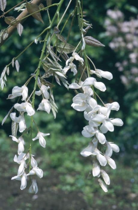 White-form Chinese wisteria