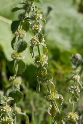 white horehound 'Green Pompon'