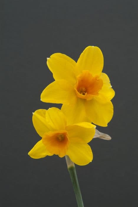 jonquil 'Katherine Jenkins'