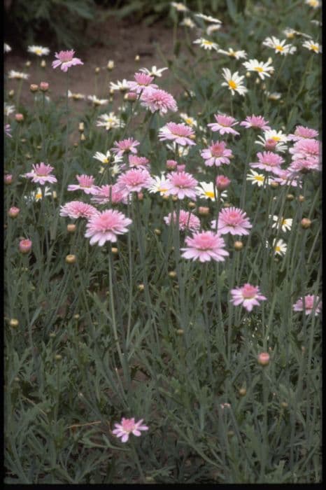 marguerite 'Mary Cheek'